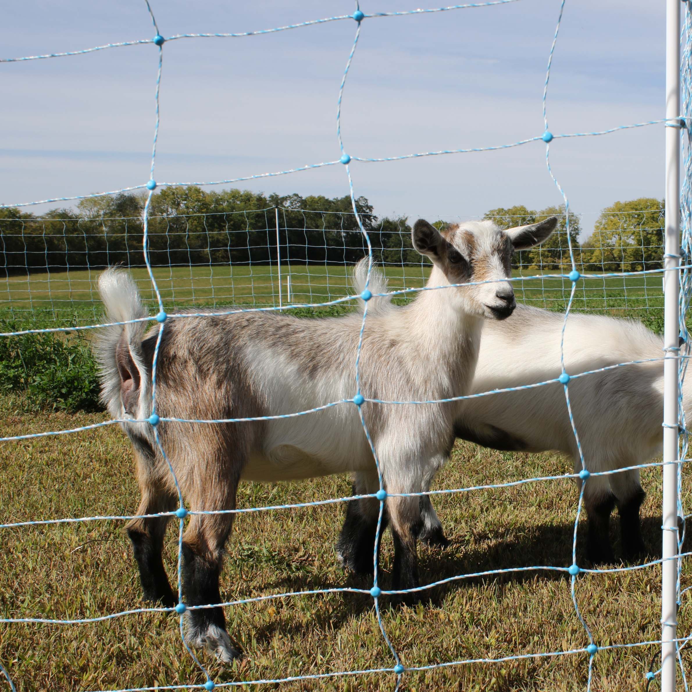 Sheep & Goat