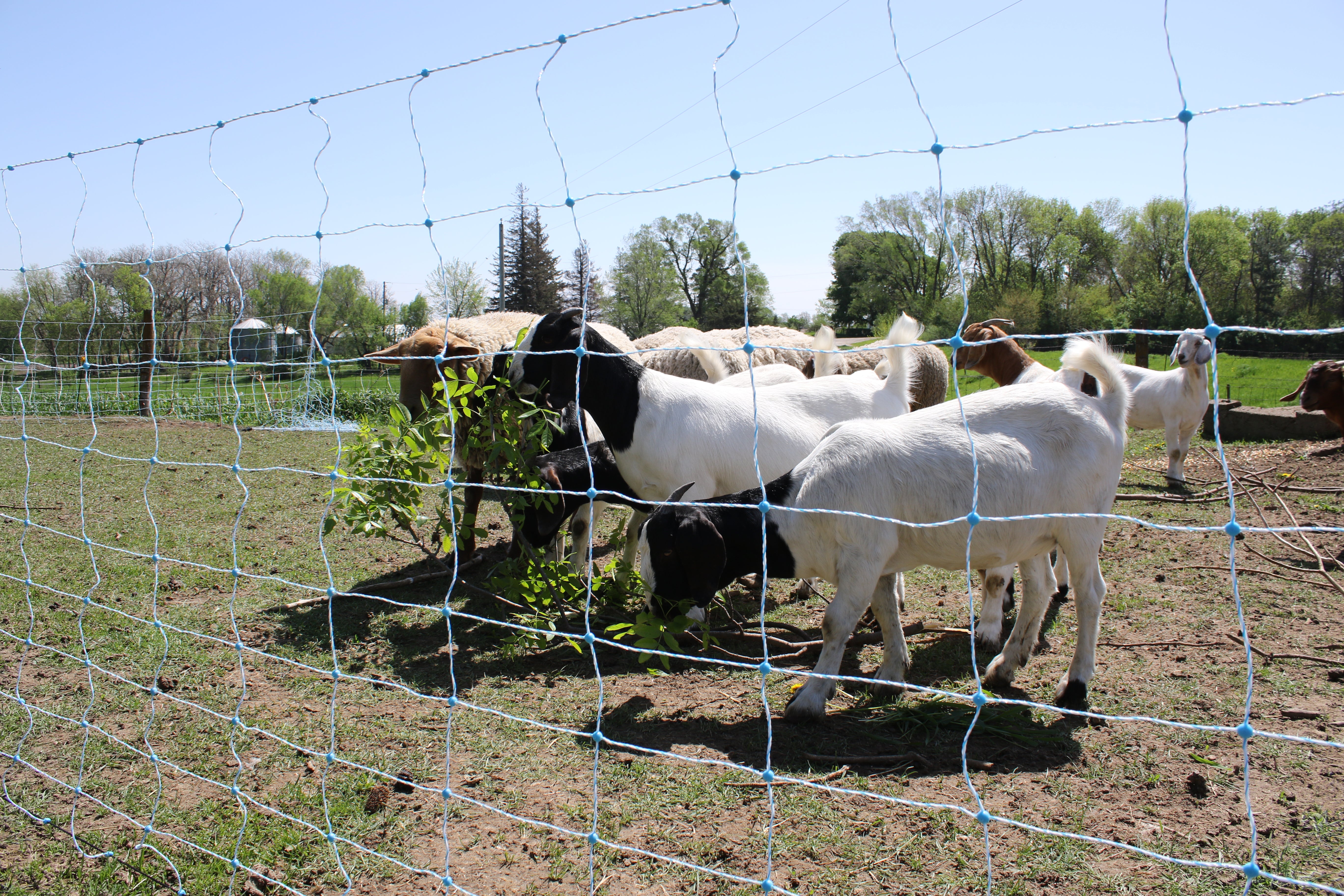 Electric Sheep & Goat/Utility Kits