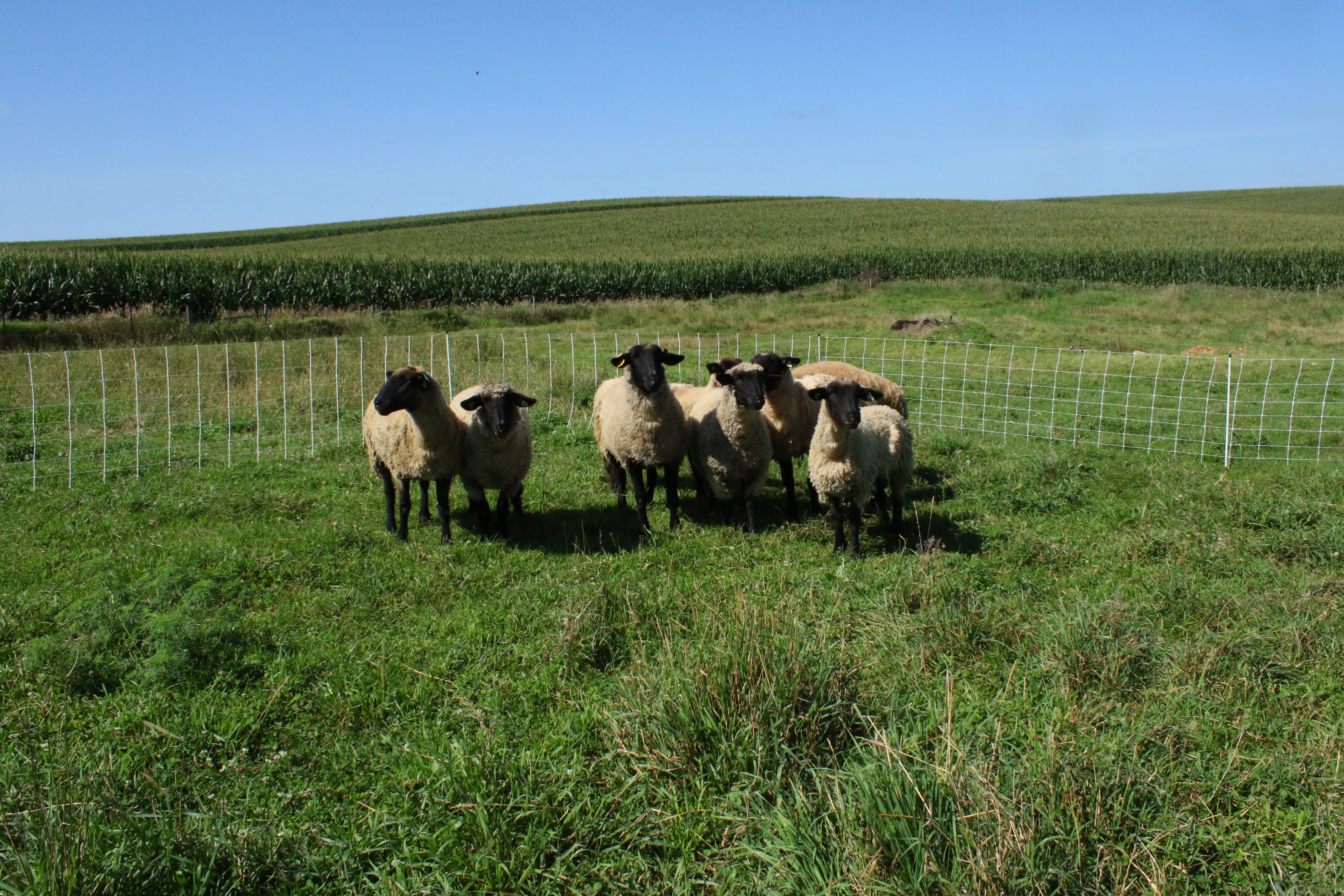 starkline electric netting, electric netting, electric poultry netting, electric sheep netting, electric goat netting, electric net fence, electric fence netting, electric netting