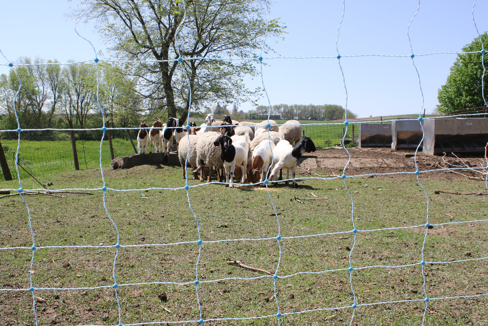 Empowering Farmers: A Guide to Training Livestock on Electric Netting
