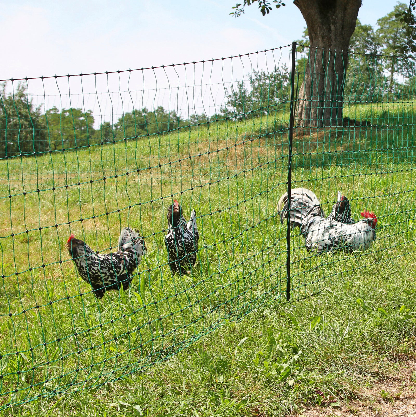Backyard Chickens: Why You Should Implement Rotational Grazing