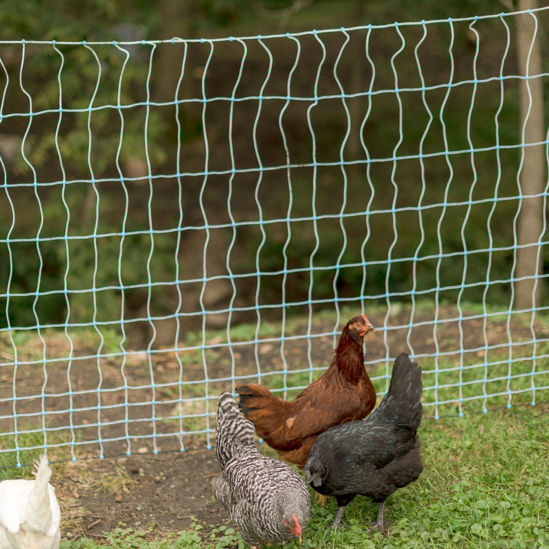 How to Choose the Right Electric Netting: Poultry Edition