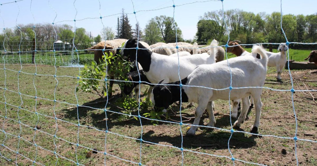 How To Avoid the Most Common Goat Fencing Mistakes