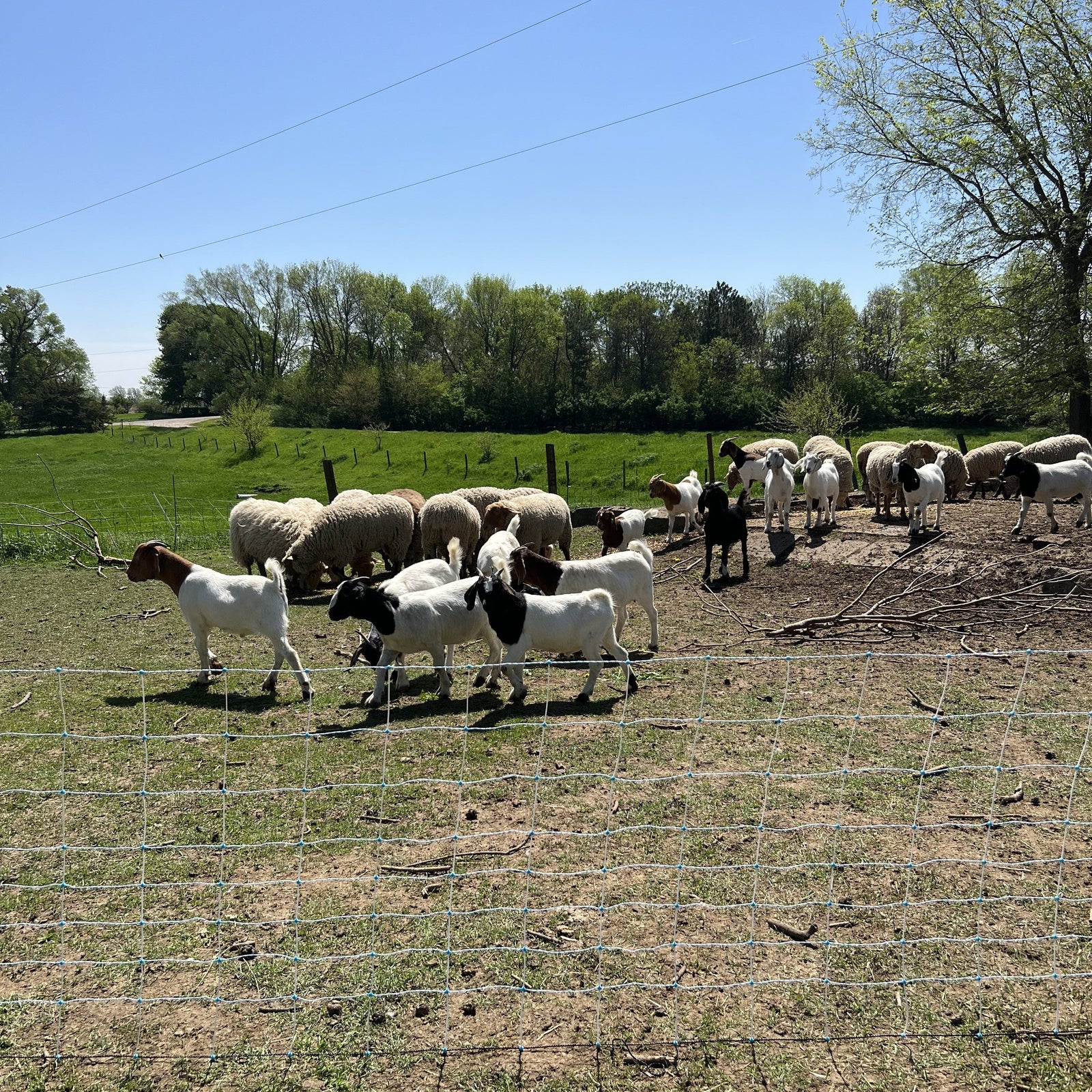 Empowering Farmers: A Guide to Training Livestock on Electric Netting