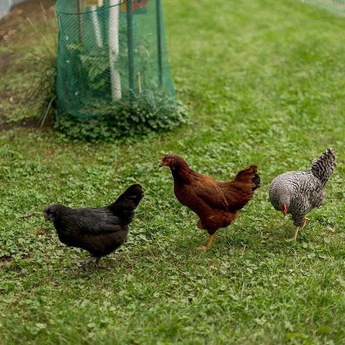 Economic Advantages of Backyard Chicken Farming: A Sustainable Path to Self-Sufficiency