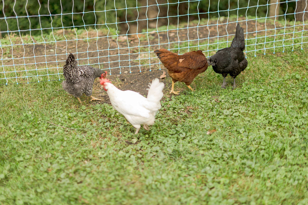 Preparing for Poultry Season: A Guide to Chick Hatching and Keeping