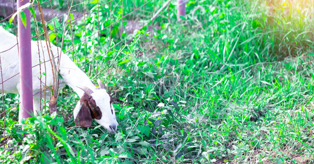 A white and brown goat sticking its head through a fence and grazing on lush green foliage on the other side.