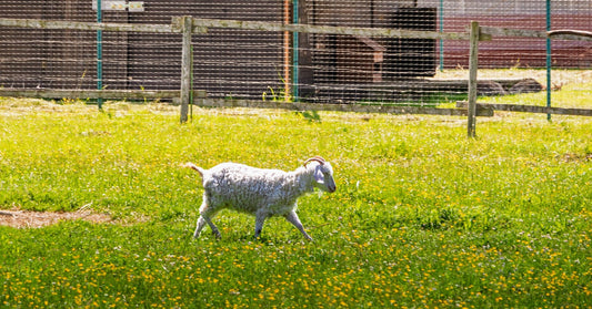 A young goat walks through a grassy field with yellow wildflowers, with a fenced farm paddock in the background.