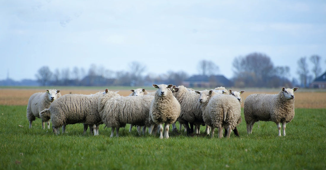 A flock of white and black sheep grazing on green grass under a pale sky, with blurred trees in the background.
