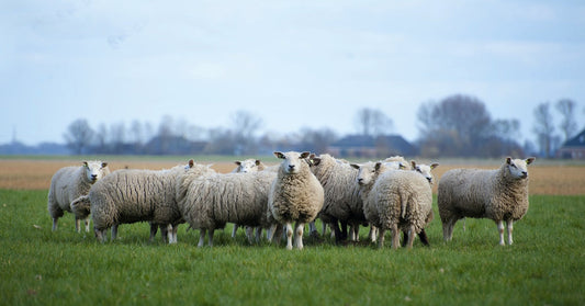 A flock of white and black sheep grazing on green grass under a pale sky, with blurred trees in the background.
