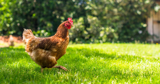 A brown chicken with a red comb running on green grass, captured mid-motion, with a blurred natural background.