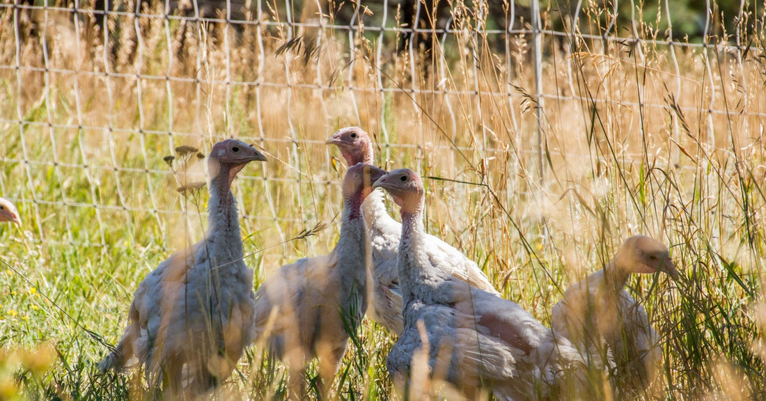 Five turkeys stand in tall grass behind electric net fencing, bathed in sunlight, shadows cast in front of them.