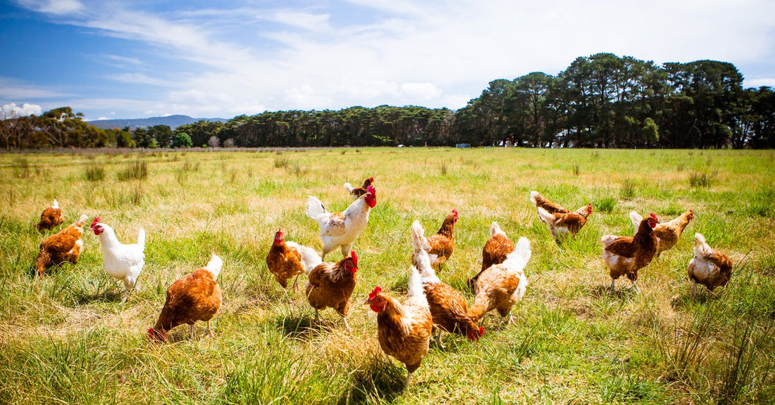 Numerous chickens forage in a grassy field outside under a partly cloudy sky, with trees in the background.
