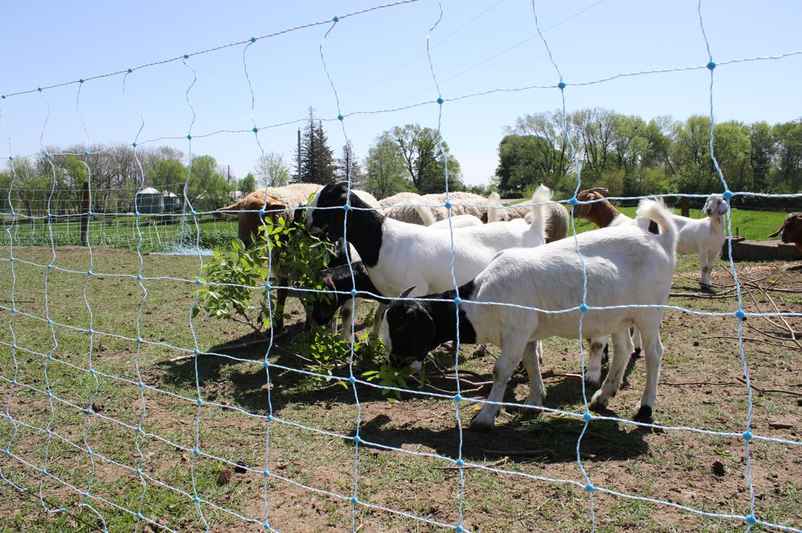 The Goat Life: Is Raising Goats Right for Your Homestead?