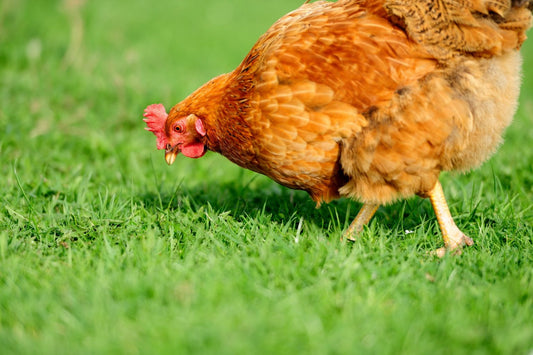 Chicks and Ticks