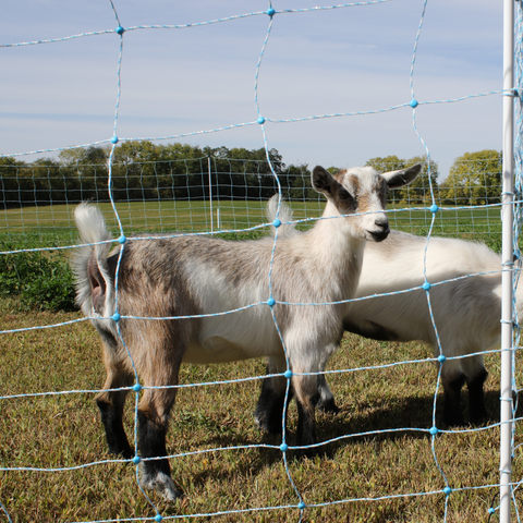 Sheep & Goat