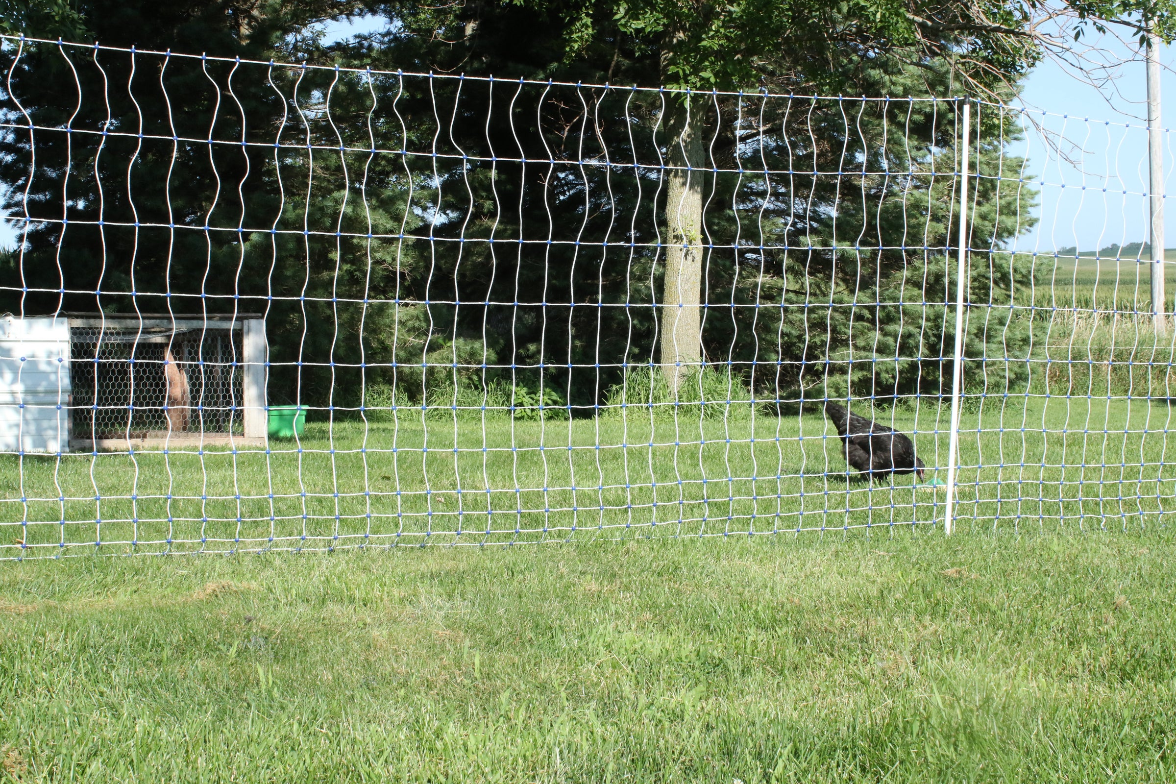 A chicken eating behind a Starkline electric poultry net without a care in the world. He's safe now!