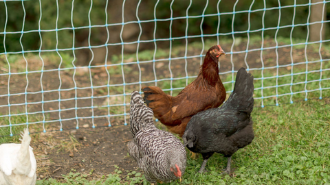 Poultry 42" Positive / Negative