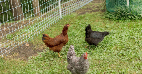 Standard Electric Poultry Netting Kit