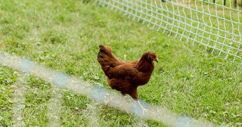 Standard 42" Electric Poultry Netting