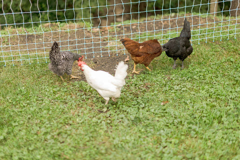 Poultry 42" Positive / Negative