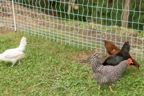 Poultry 48" Positive / Negative
