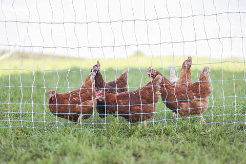 Premium Electric Poultry Netting Kit