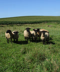 starkline electric netting, electric netting, electric poultry netting, electric sheep netting, electric goat netting, electric net fence, electric fence netting, electric netting