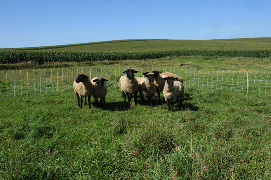 starkline electric netting, electric netting, electric poultry netting, electric sheep netting, electric goat netting, electric net fence, electric fence netting, electric netting