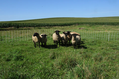 Premium Electric Fence for Goat & Sheep Netting Kit