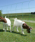 starkline electric netting, electric netting, electric poultry netting, electric sheep netting, electric goat netting, electric net fence, electric fence netting, electric netting, electric netting kit, electric netting starter kit