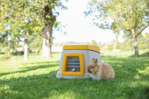 Rabbit Burrow Bunny Base