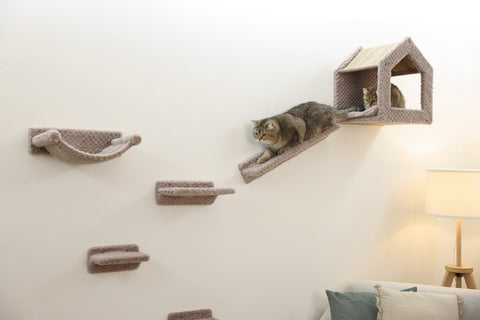 Cat Climbing Wall Monte Baldo