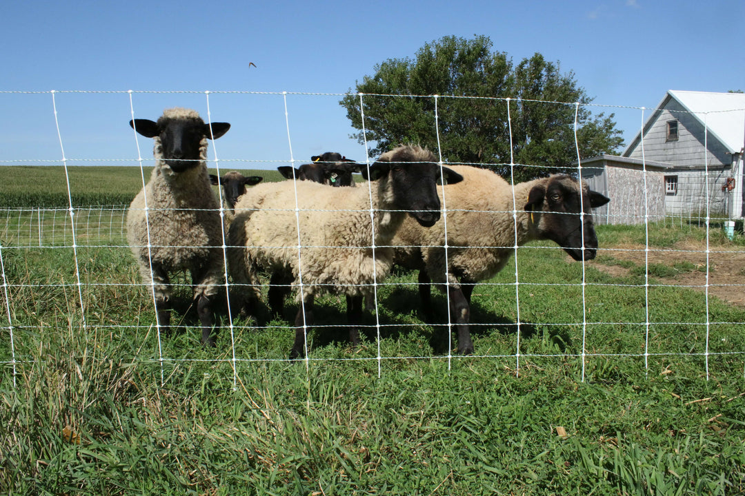sheep & goat electric netting