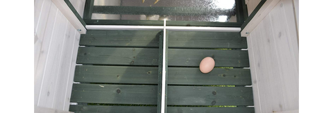 Backyard Chicken Coop, Includes Nesting Box