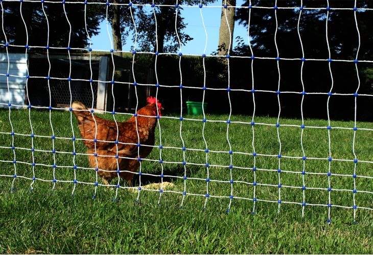 Starkline 48 x 164' Electric Poultry Netting with Double Spiked Fiberglass  Posts | Electric Fence for Chickens in Backyards, Homesteads, Farms and